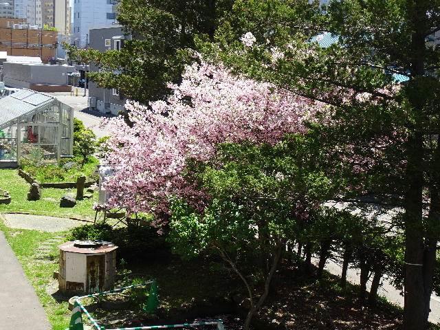 札幌市立幌東小学校