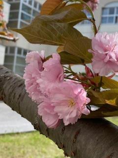 札幌市立真栄中学校